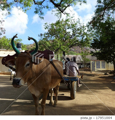 南インドの牛車 17951004