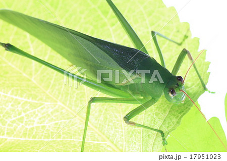 ツユムシ 17951023