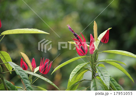 パポニア パポニア 17951055