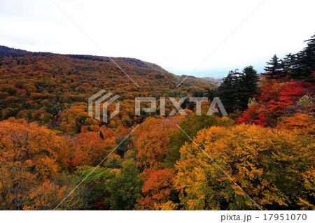 紅葉 紅葉 17951070