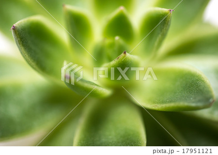 多肉植物 17951121