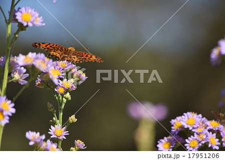 紫の花とチョウチョ 17951206