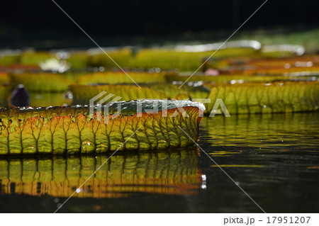 オオオニバスの群れ オオオニバスの群れ 17951207