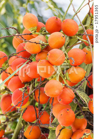 Are-ca Nut Palm On Tree 17951365