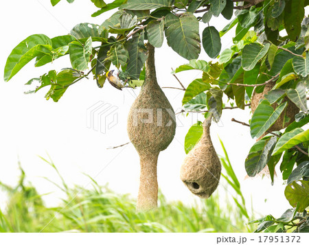 Baya weaver Baya weaver 17951372