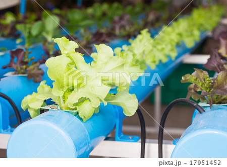 Organic hydroponic vegetable in greenhouse Organic hydroponic vegetable in greenhouse 17951452