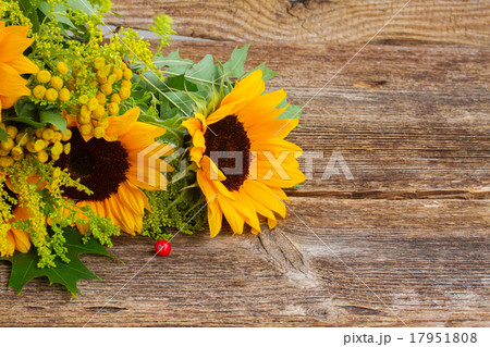 Sunflowers with green leaves  17951808