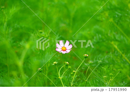 コスモス コスモス 17951990