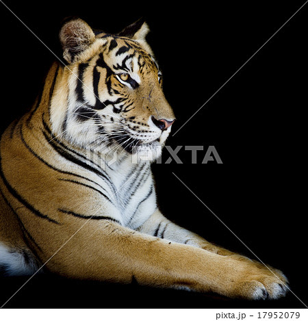 Beautiful tiger - isolated on black background Beautiful tiger - isolated on black background 17952079