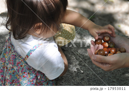 どんぐり拾い 17953011