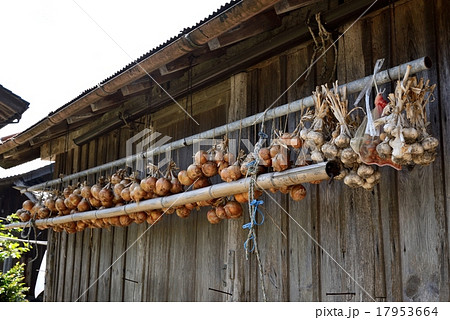 農家の納屋 小屋根に吊るされたタマネギとニンニク 農家の納屋 小屋根に吊るされたタマネギとニンニク 17953664