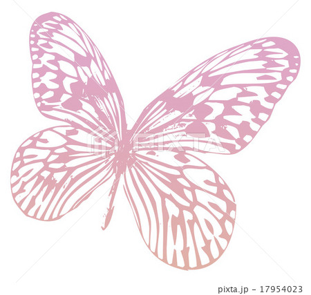 飛ぶ蝶 17954023