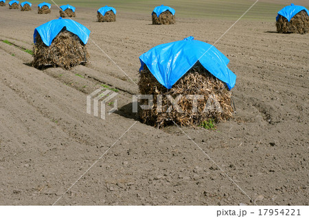小豆のニオ積み 17954221