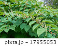 Blooming Sakhalin Knotweed 17955053