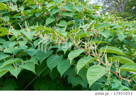 Blooming Sakhalin Knotweed Blooming Sakhalin Knotweed 17955053