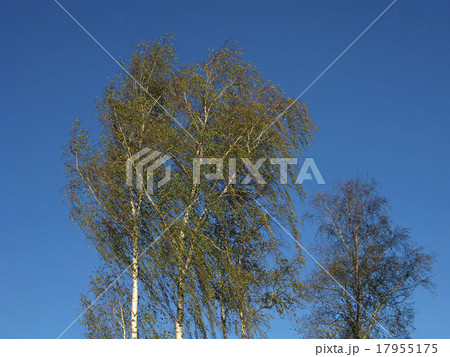 Birch trees in the wind 17955175