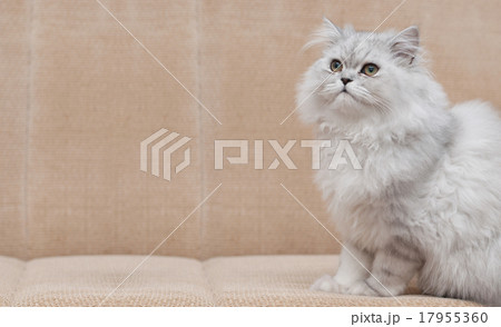 white persian cat 17955360