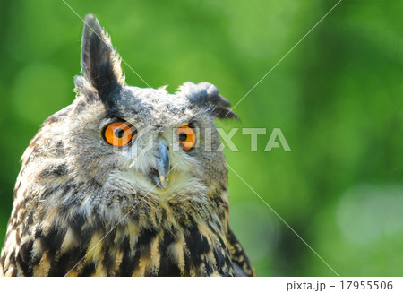 funny Eurasian Eagle Owl 17955506