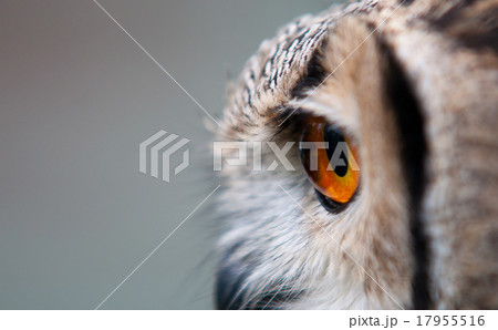 A side view of the head of a European Eagle Owl 17955516