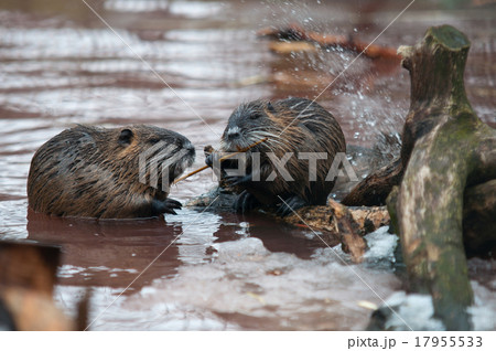 Nutria eating 17955533