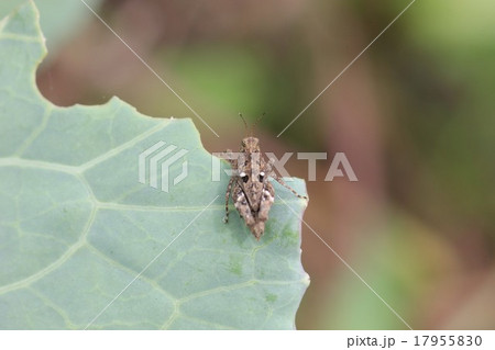 ハラヒシバッタ・背面０１ 17955830