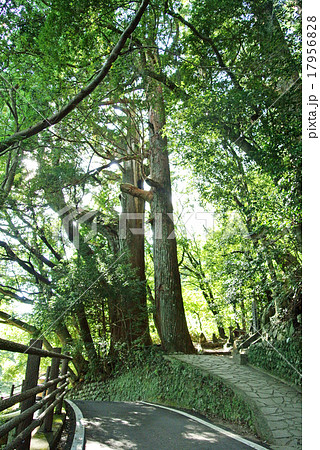 熊野古道 野中の一方杉 熊野古道 野中の一方杉 17956828