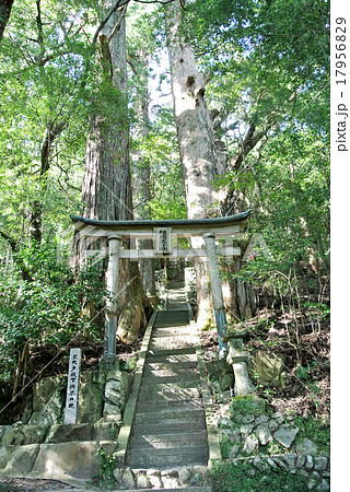 熊野古道　野中の一方杉 17956829