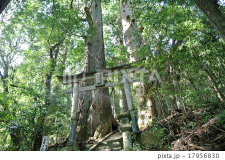 熊野古道 野中の一方杉 熊野古道 野中の一方杉 17956830