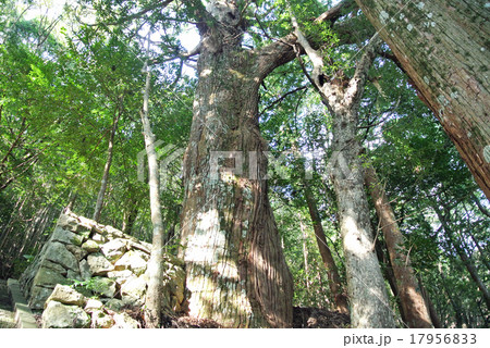 熊野古道　野中の一方杉 17956833