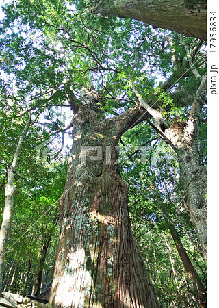 熊野古道　野中の一方杉 17956834