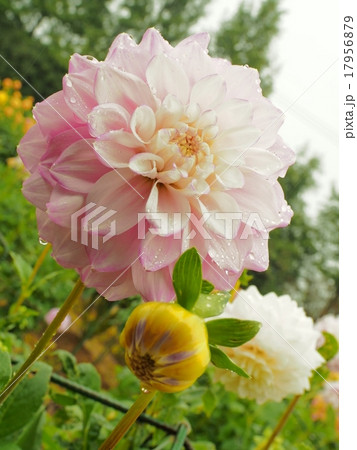 雨とダリアとダリアのつぼみ 雨とダリアとダリアのつぼみ 17956879