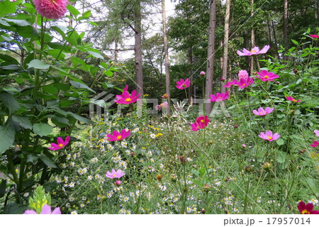 山庭、 花庭、 山庭、 花庭、 17957014