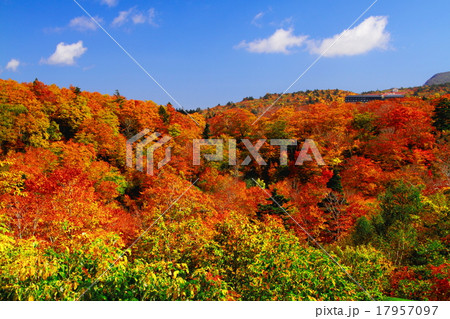 須川高原の紅葉の写真素材