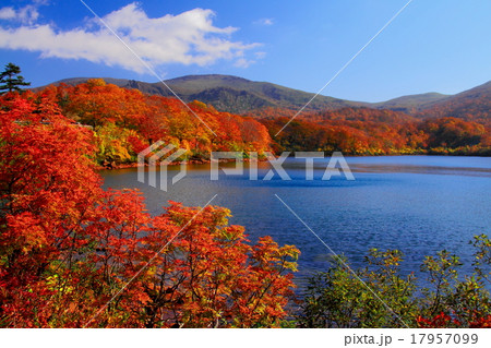 紅葉の須川湖と栗駒山の写真素材