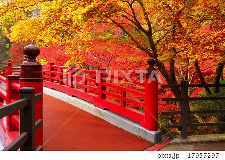 弥彦公園もみじ谷の紅葉 17957297