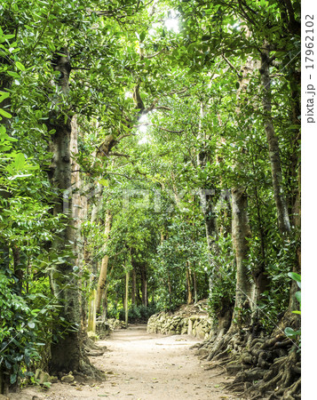 備瀬のフクギ並木 備瀬のフクギ並木 17962102