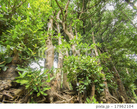 備瀬のフクギ並木 17962104