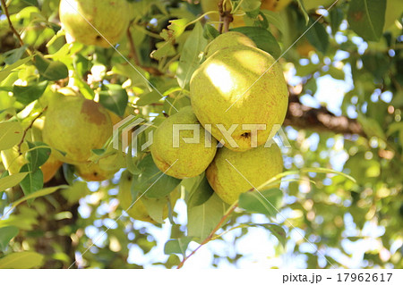 枝に生るラフランス 枝に生るラフランス 17962617