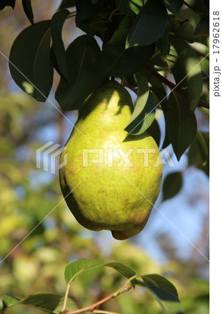 枝に生るラフランス 枝に生るラフランス 17962618