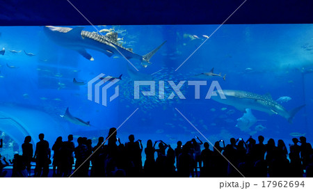 美ら海水族館 美ら海水族館 17962694