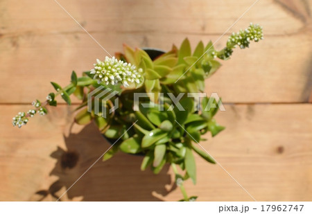 多肉植物の花 多肉植物の花 17962747
