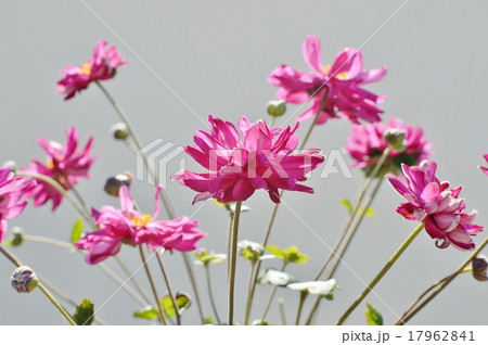 シュウメイギク　 17962841