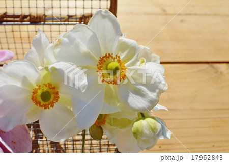 シュウメイギク　 17962843