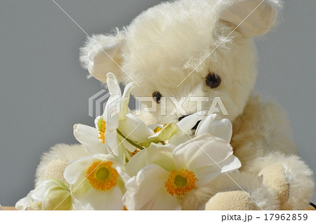 シュウメイギクとテディベア　 17962859