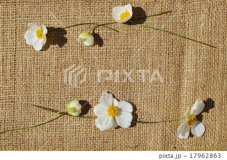 シュウメイギク　　 17962863