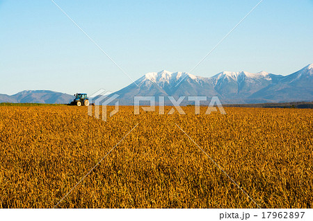 秋の大豆畑と冠雪した高い山　十勝岳連峰 17962897