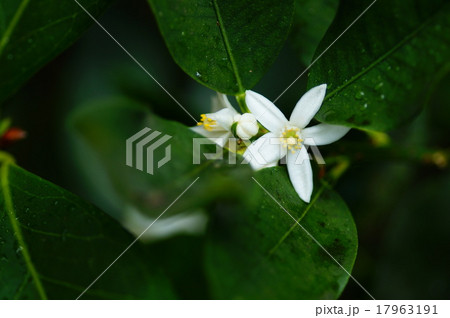 金柑の花 17963191