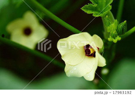 オクラの花 17963192