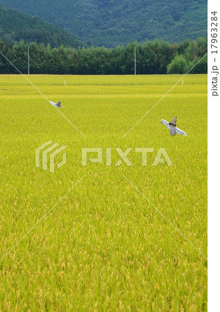 田舎の風景 田舎の風景 17963284