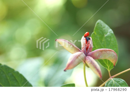 綺麗な山芍薬 17968290